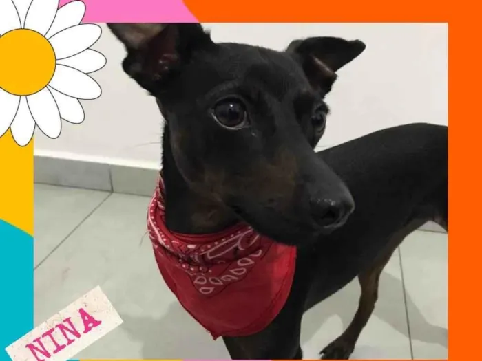 Cachorro raça Pintcher idade 2 anos nome Nina