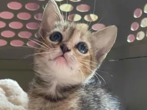 Gato raça Srd idade Abaixo de 2 meses nome Lola