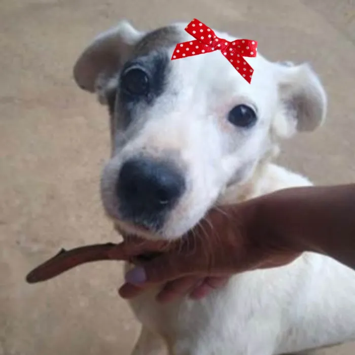 Cachorro ra a Mestica  idade 3 anos nome Zoe 