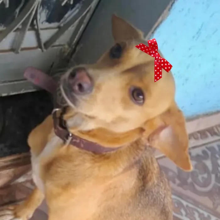 Cachorro ra a Mestica  idade 1 ano nome Melina 