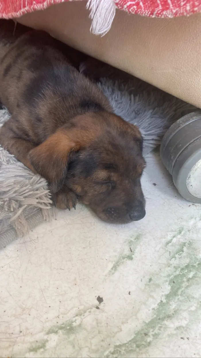 Cachorro raça SRD-ViraLata idade 2 a 6 meses nome Bob