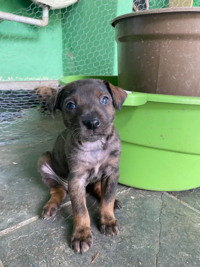 Cachorro raça SRD-ViraLata idade 2 a 6 meses nome Bob