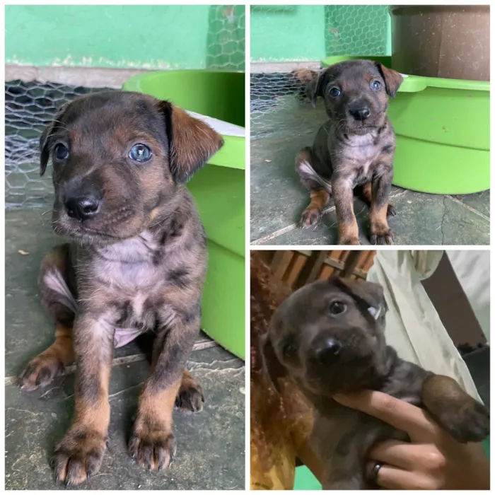 Cachorro raça SRD-ViraLata idade 2 a 6 meses nome Bob