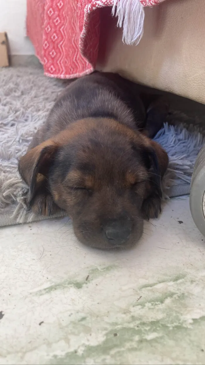 Cachorro raça SRD-ViraLata idade 2 a 6 meses nome Bob