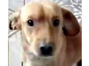 Cachorro raça Mestico  idade 7 a 11 meses nome Spaky 