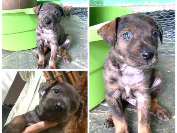Cachorro raça SRD-ViraLata idade 2 a 6 meses nome Bob