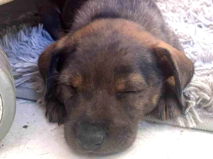 Cachorro raça SRD-ViraLata idade 2 a 6 meses nome Bob
