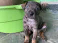 Cachorro raça SRD-ViraLata idade 2 a 6 meses nome Bob