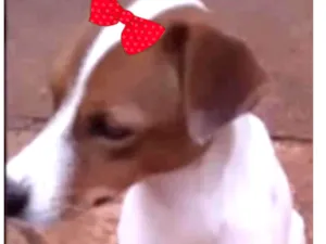 Cachorro raça Mestica  idade 1 ano nome Sandy 