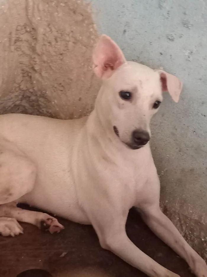 Cachorro ra a SRD-ViraLata idade 1 ano nome Branca 