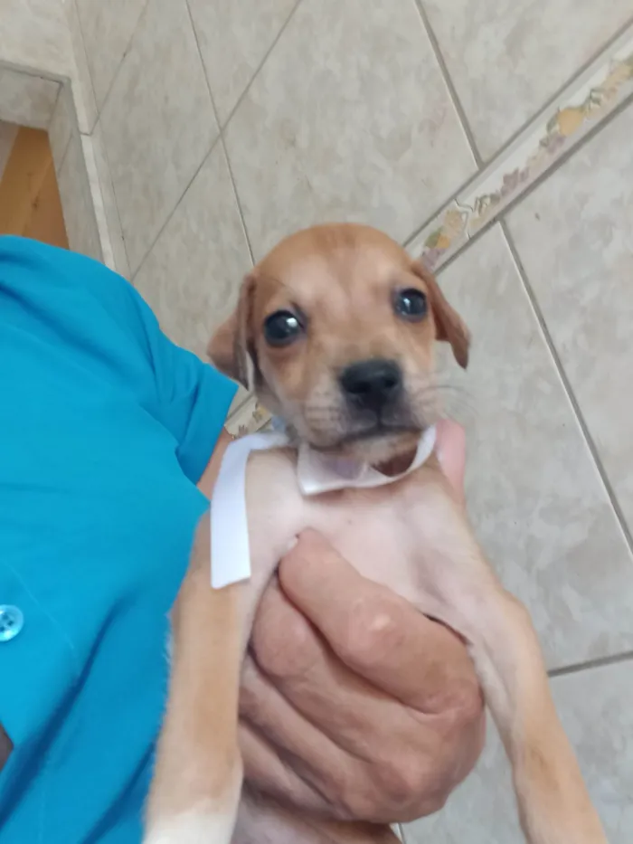Cachorro ra a SRD-ViraLata idade Abaixo de 2 meses nome Bony Megan Brena