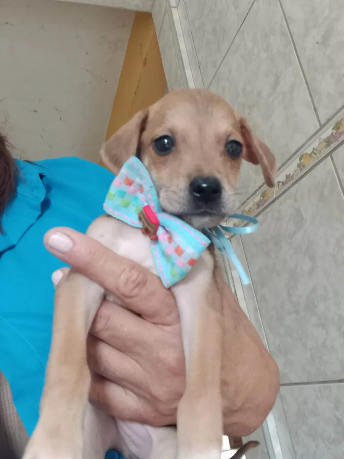 Cachorro ra a SRD-ViraLata idade Abaixo de 2 meses nome Bony Megan Brena