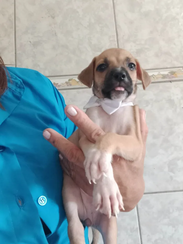 Cachorro ra a SRD-ViraLata idade Abaixo de 2 meses nome Bony Megan Brena