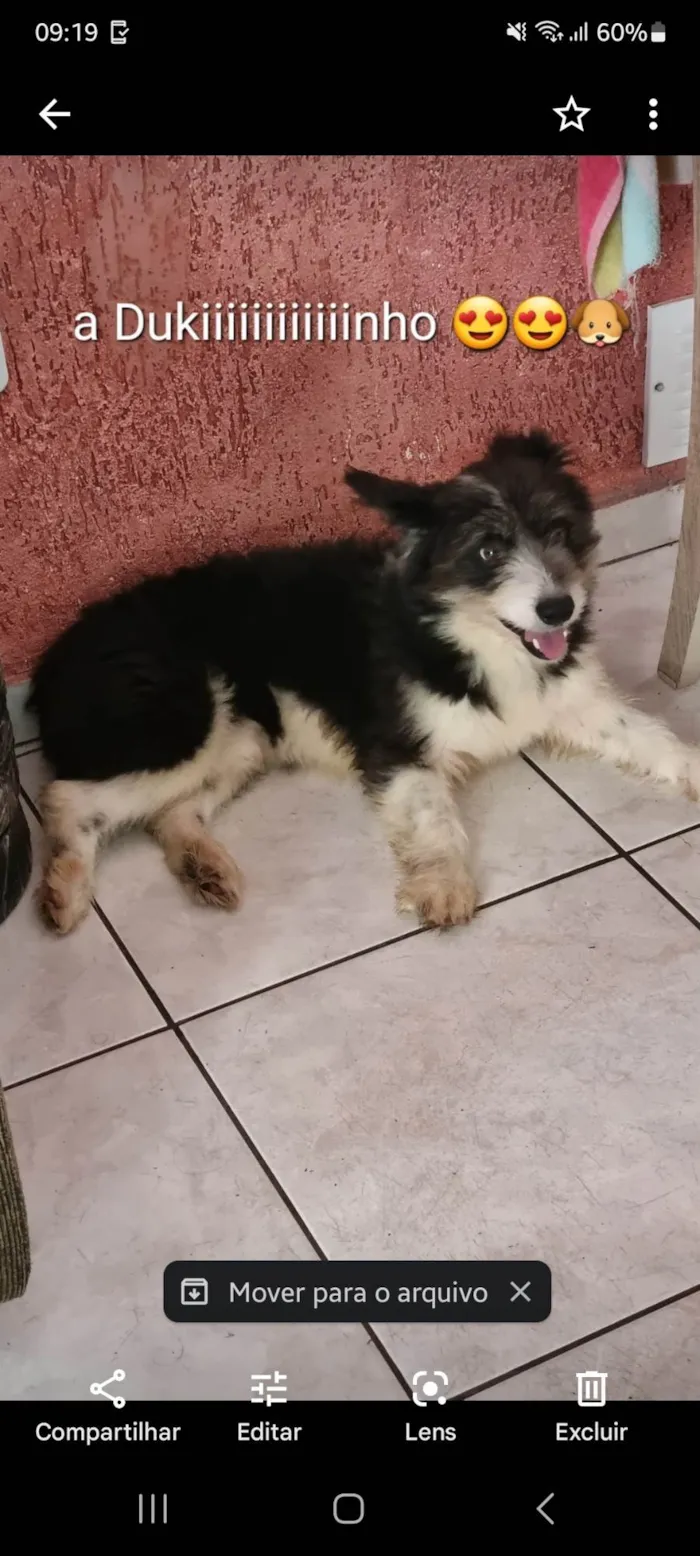 Cachorro ra a Mistura de boder collie com viralata idade 6 ou mais anos nome Duke