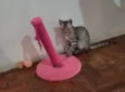 Tom e Mel Milu