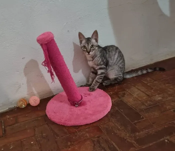 Gato ra a  idade 2 a 6 meses nome Tom e Mel Milu
