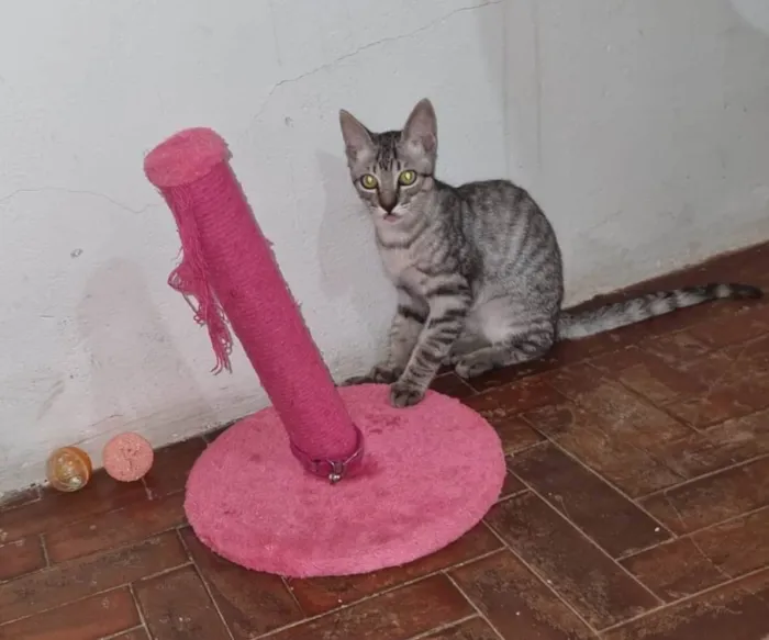 Gato ra a  idade 2 a 6 meses nome Tom e Mel Milu