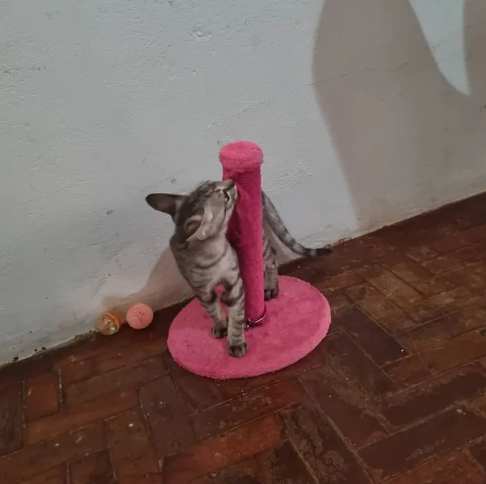 Gato ra a  idade 2 a 6 meses nome Tom e Mel Milu