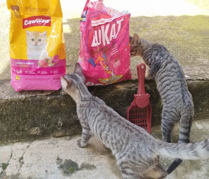 Gato ra a  idade 2 a 6 meses nome Tom e Mel Milu