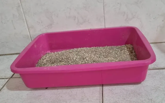 Gato ra a  idade 2 a 6 meses nome Tom e Mel Milu