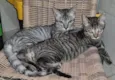 Tom e Mel Milu