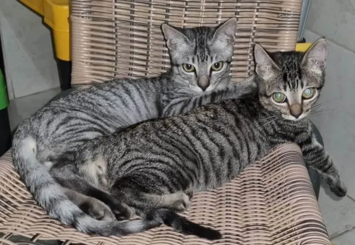 Gato ra a  idade 2 a 6 meses nome Tom e Mel Milu