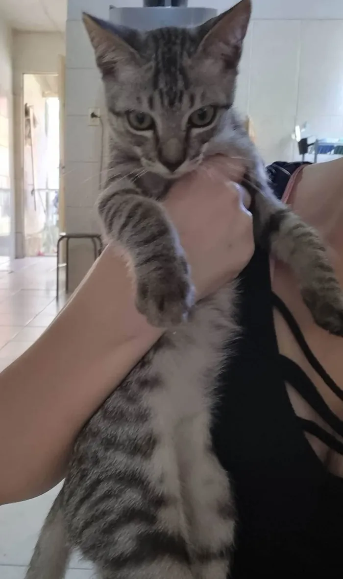 Gato ra a  idade 2 a 6 meses nome Tom e Mel Milu
