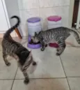Tom e Mel Milu