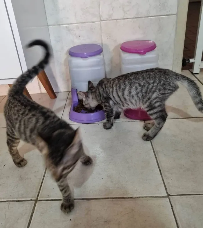 Gato ra a  idade 2 a 6 meses nome Tom e Mel Milu