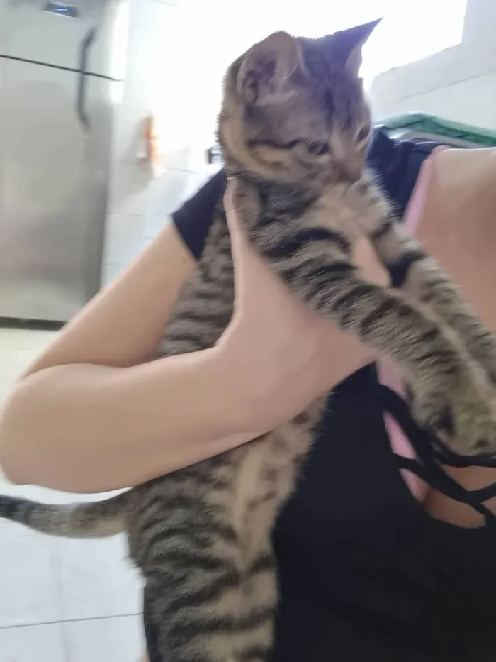 Gato ra a  idade 2 a 6 meses nome Tom e Mel Milu
