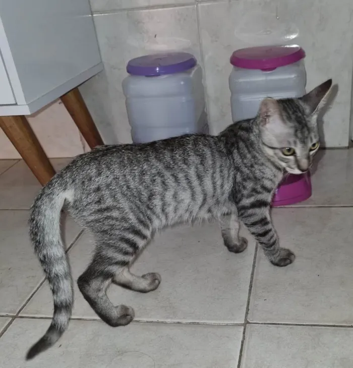 Gato ra a  idade 2 a 6 meses nome Tom e Mel Milu