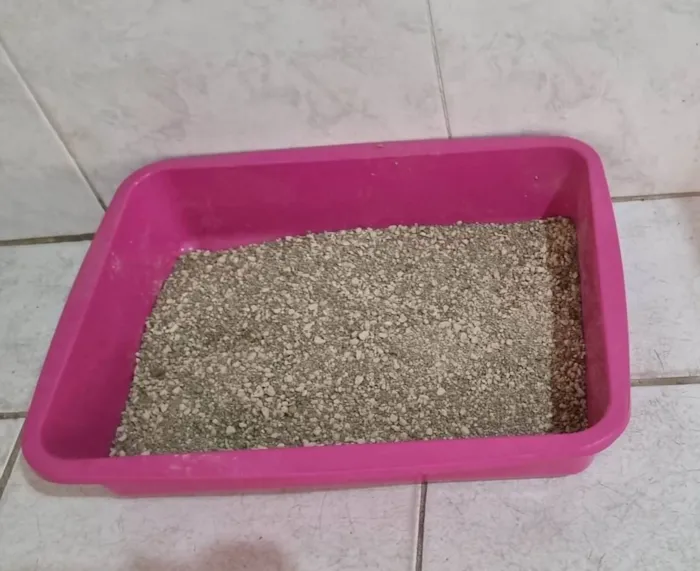 Gato ra a  idade 2 a 6 meses nome Tom e Mel Milu