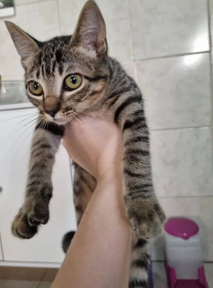 Gato ra a  idade 2 a 6 meses nome Tom e Mel Milu
