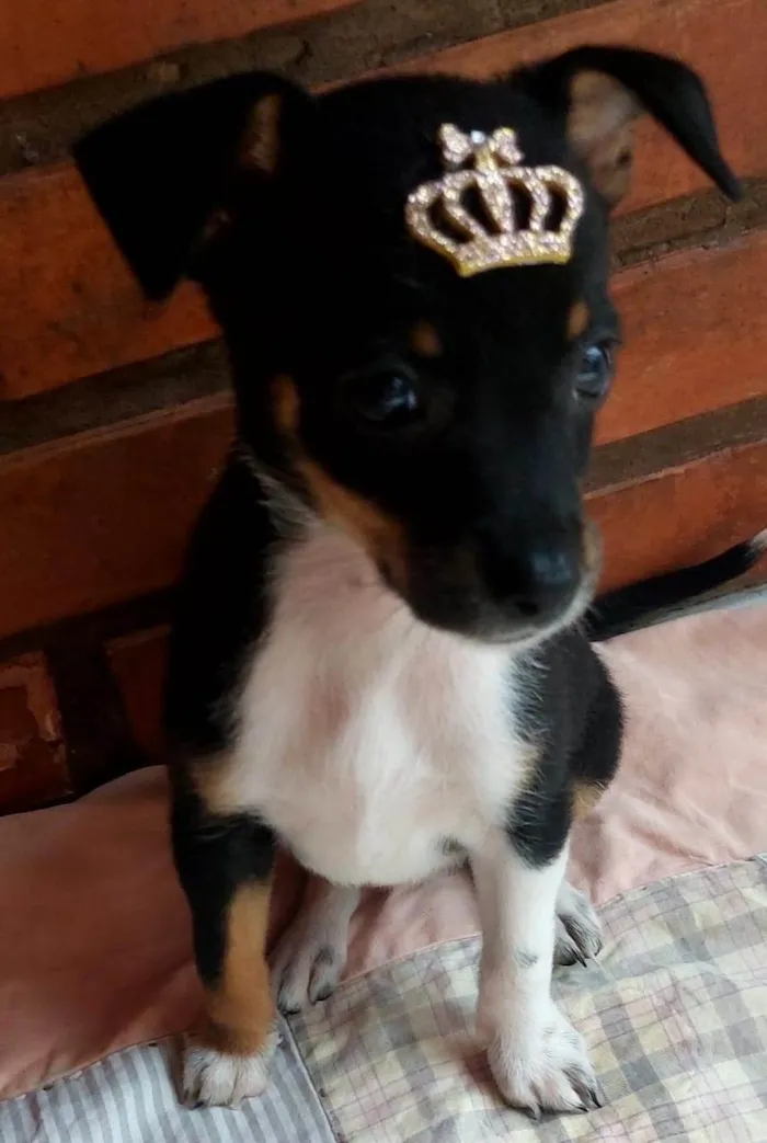 Cachorro ra a SRD-ViraLata idade Abaixo de 2 meses nome Pipoca 