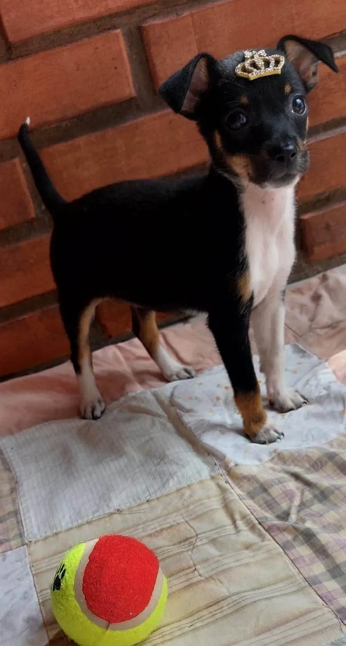 Cachorro ra a SRD-ViraLata idade Abaixo de 2 meses nome Pipoca 