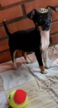 Pipoca