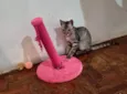 Tom e Mel Milu