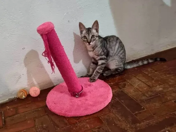 Gato ra a  idade 2 a 6 meses nome Tom e Mel Milu