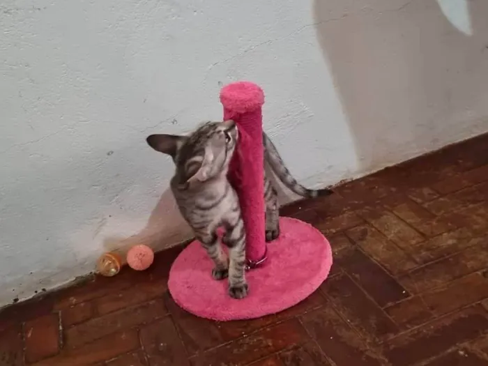 Gato ra a  idade 2 a 6 meses nome Tom e Mel Milu