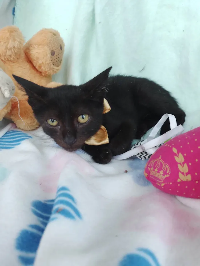 Gato raça SRD-ViraLata idade 2 a 6 meses nome Kiko