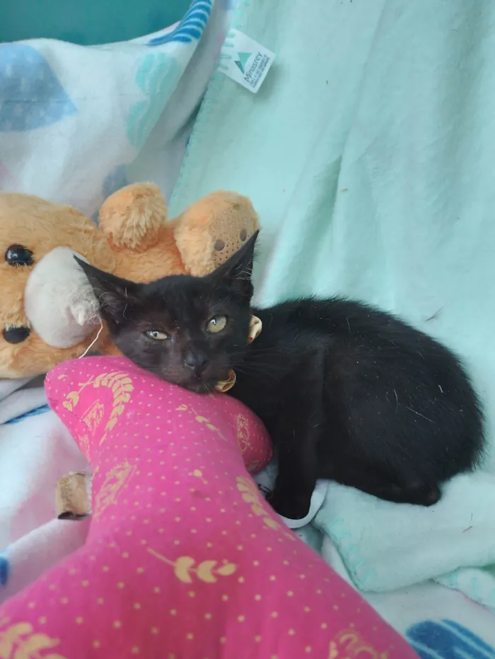 Gato raça SRD-ViraLata idade 2 a 6 meses nome Kiko