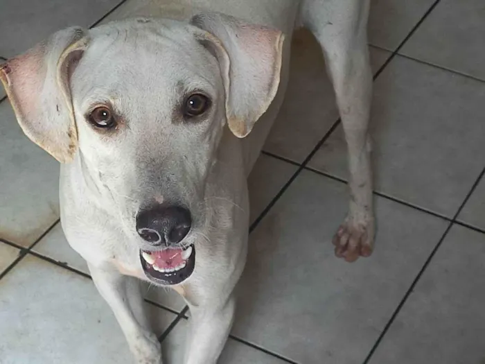 Cachorro ra a SRD-ViraLata idade 7 a 11 meses nome Pupy