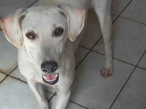 Cachorro raça SRD-ViraLata idade 7 a 11 meses nome Pupy
