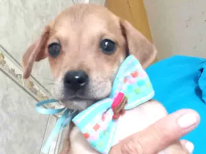 Cachorro raça SRD-ViraLata idade Abaixo de 2 meses nome Bony Megan Brena