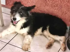 Cachorro raça Mistura de boder collie com viralata idade 6 ou mais anos nome Duke