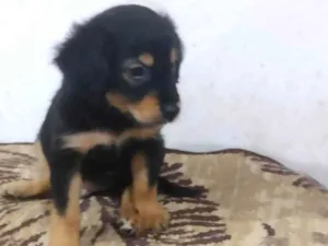 Cachorro raça SRD-ViraLata idade Abaixo de 2 meses nome Príncipe 