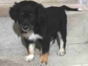 Cachorro raça SRD-ViraLata idade Abaixo de 2 meses nome Amora 