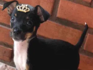 Cachorro raça SRD-ViraLata idade Abaixo de 2 meses nome Pipoca 