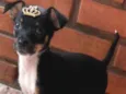 Pipoca