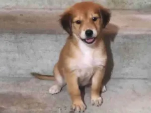 Cachorro raça SRD-ViraLata idade Abaixo de 2 meses nome Chocolate 